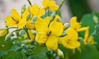 Népi módszerek a lábak gomba kezelésére